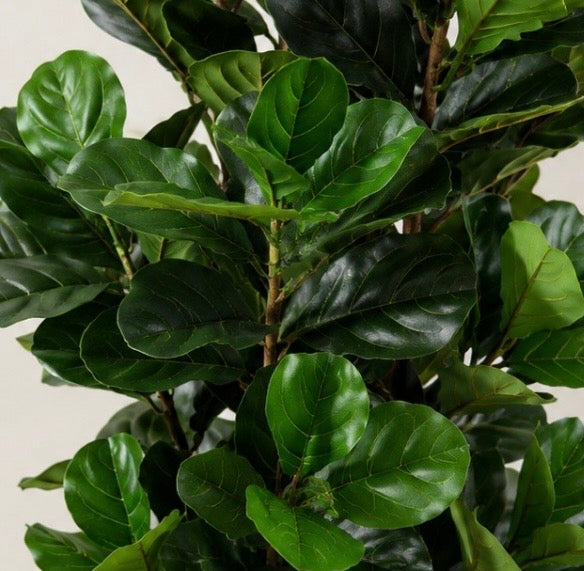 GreenAura™️ – Premium künstlicher Feigenbaum